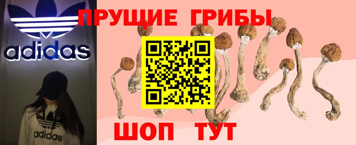 Россия  Галлюциногенные грибы Psilocybe  Вход с VPN 